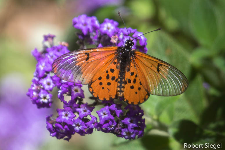 acraea